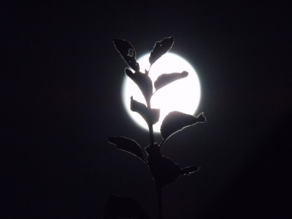 Summer eclipse